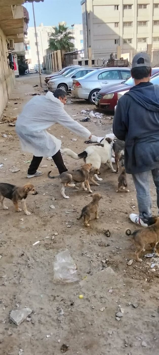 تحصين الكلاب الضالة ببورسعيد 