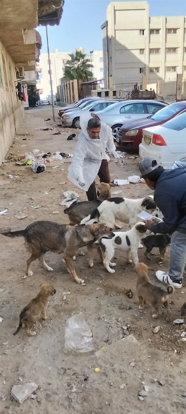 تحصين الكلاب الضالة ببورسعيد 