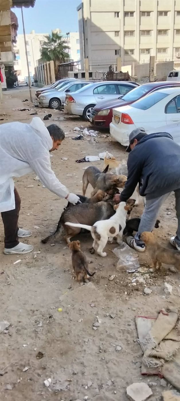 تحصين الكلاب الضالة ببورسعيد 