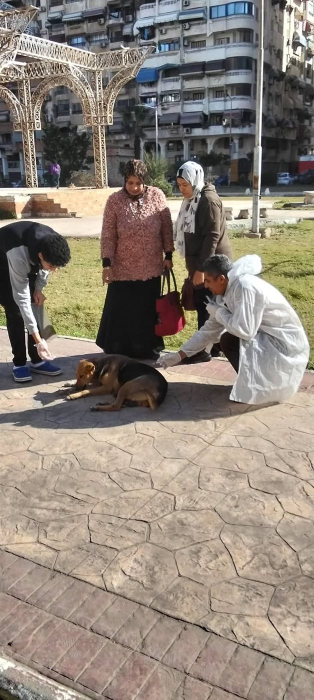 تحصين الكلاب الضالة ببورسعيد 