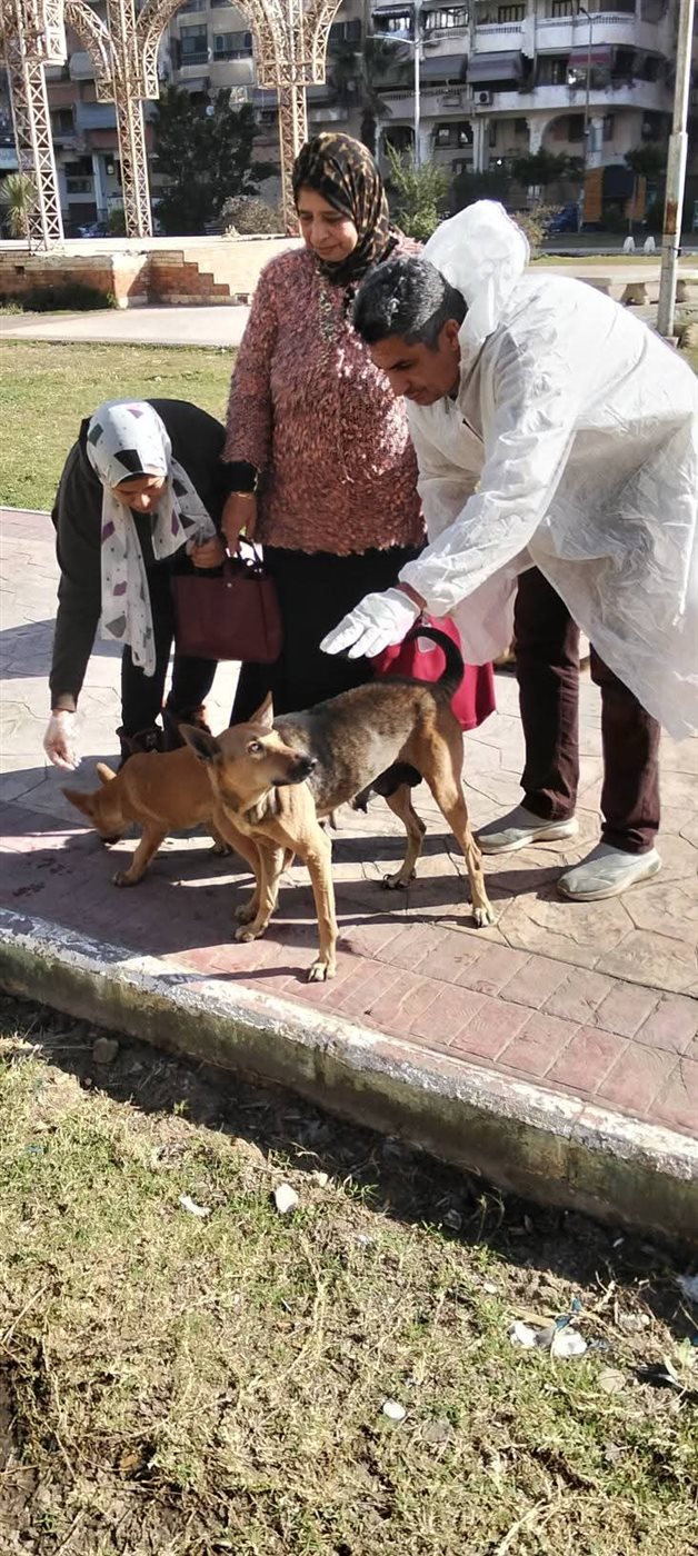 تحصين الكلاب الضالة ببورسعيد 