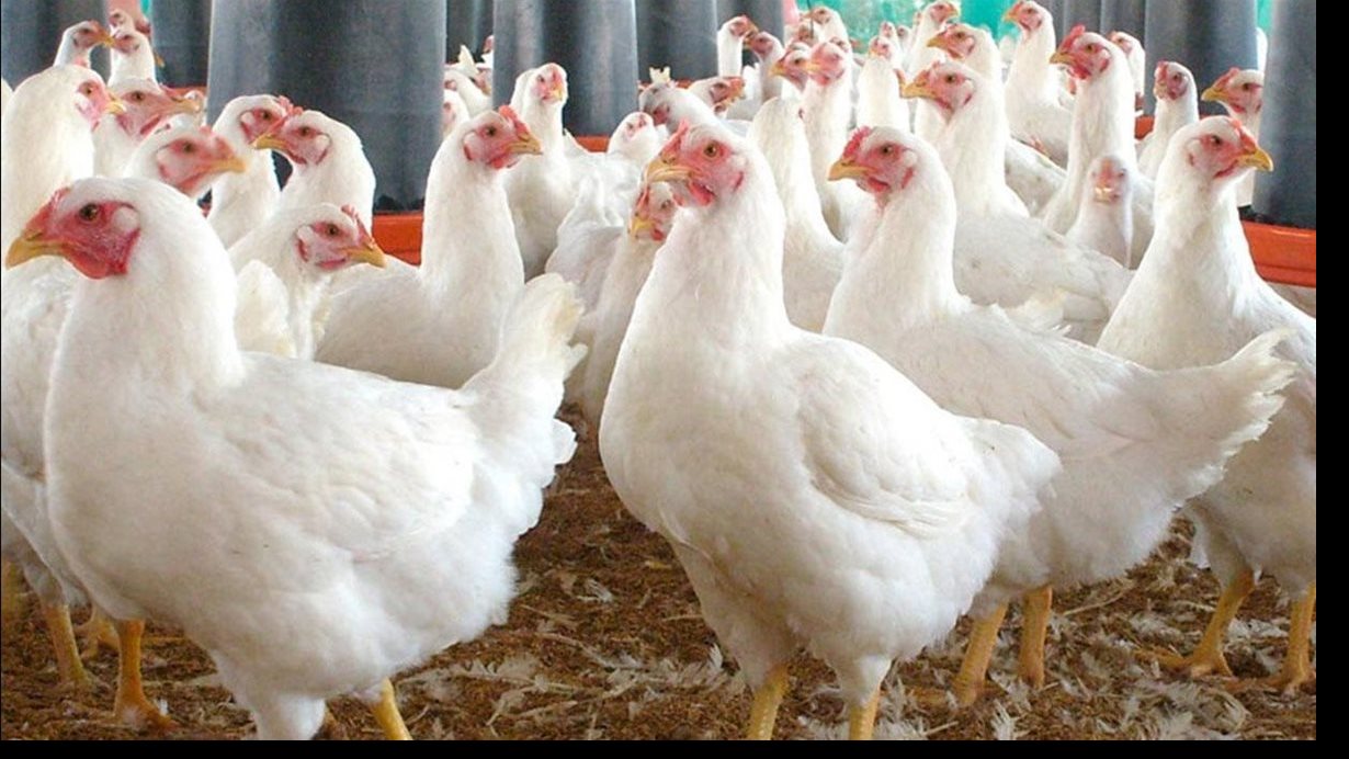 أسعار الفراخ البيضاء اليوم