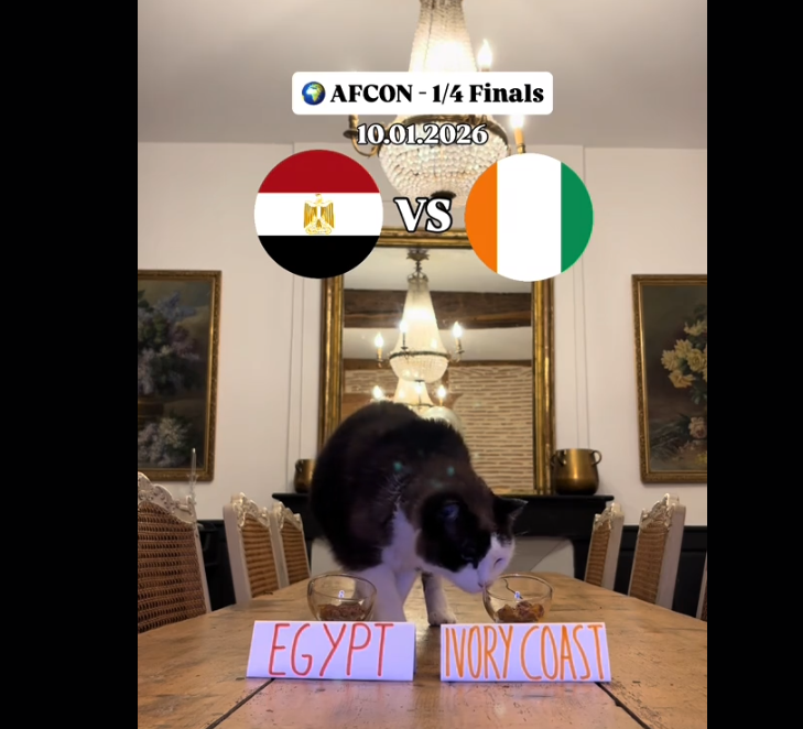 القط نيمبوس يتوقع مباراة مصر وكوديفوار