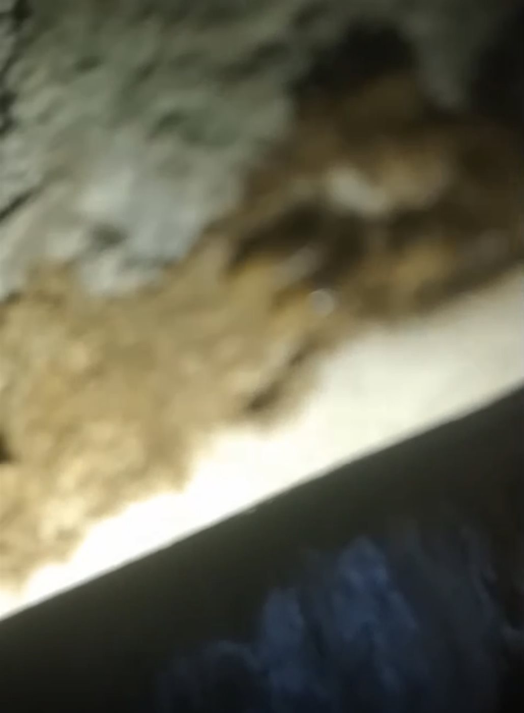 حشرة القرضة تهاجم المساكن&nbsp;