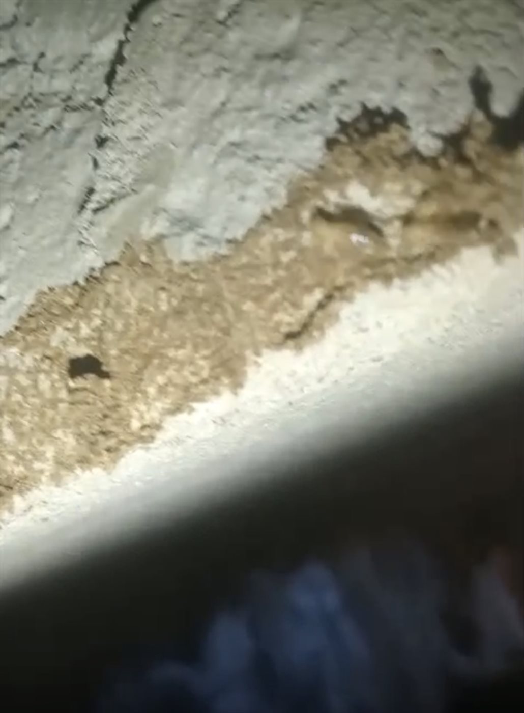 حشرة القرضة تهاجم المساكن&nbsp;