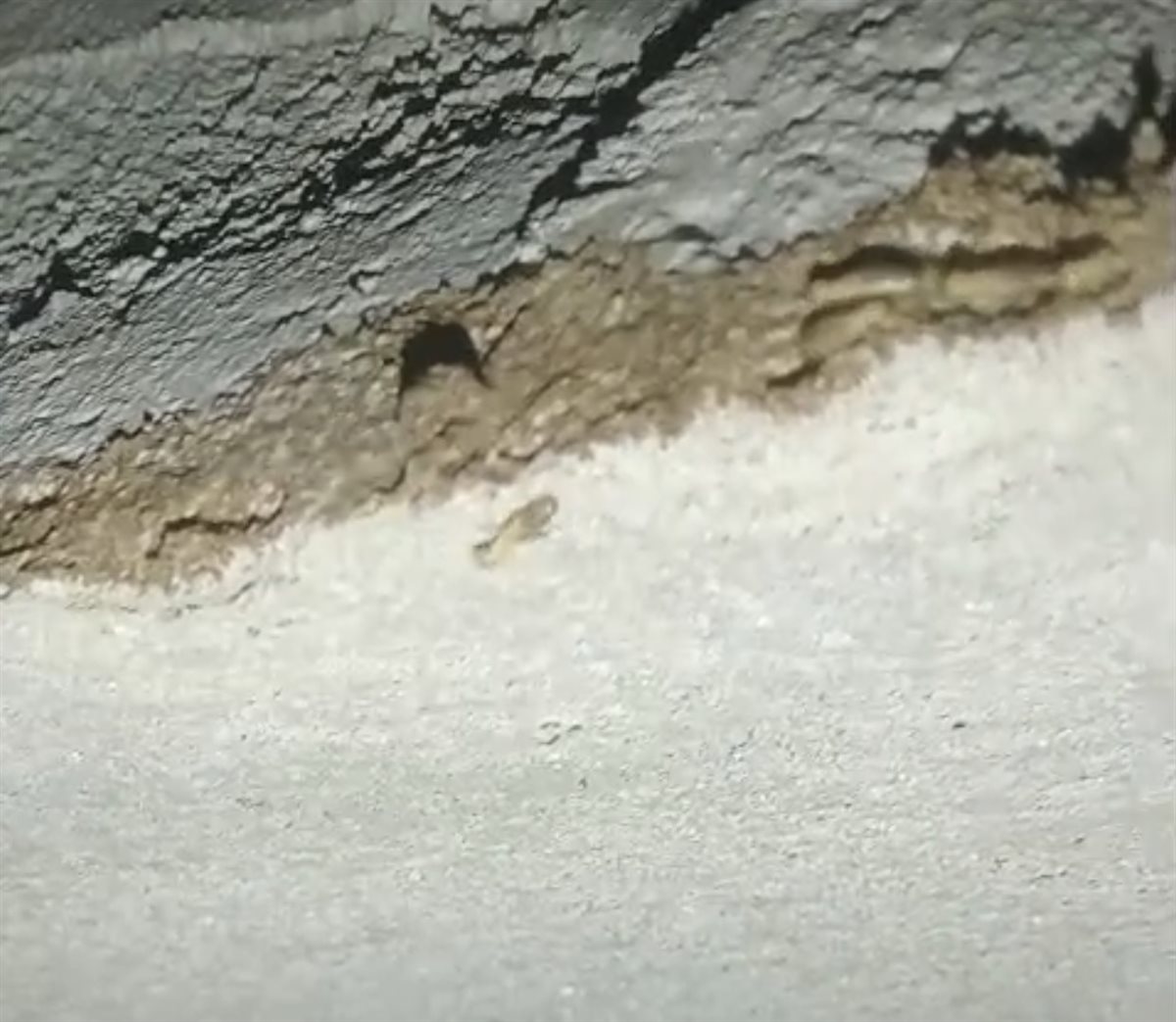 حشرة القرضة تهاجم المساكن&nbsp;