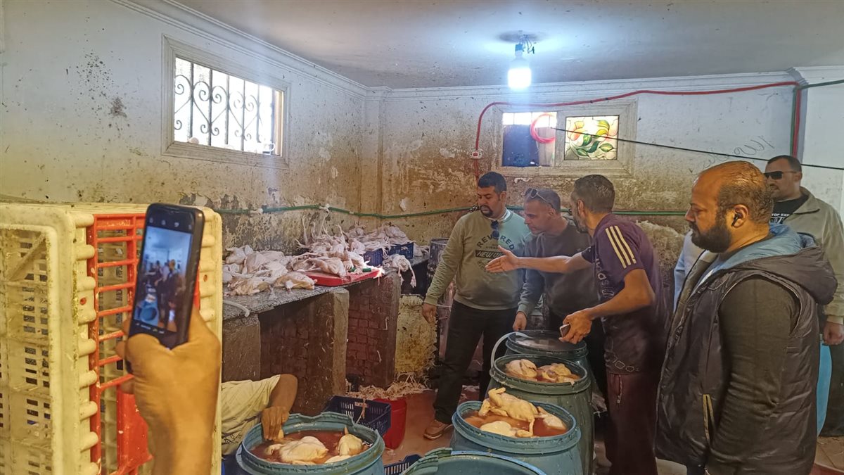 محافظة الجيزة تضبط 75 طن مصنعات لحوم ودواجن فاسدة وتحصّن 222 ألف رأس ماشية ضد الحمى القلاعية والوادي المتصدع