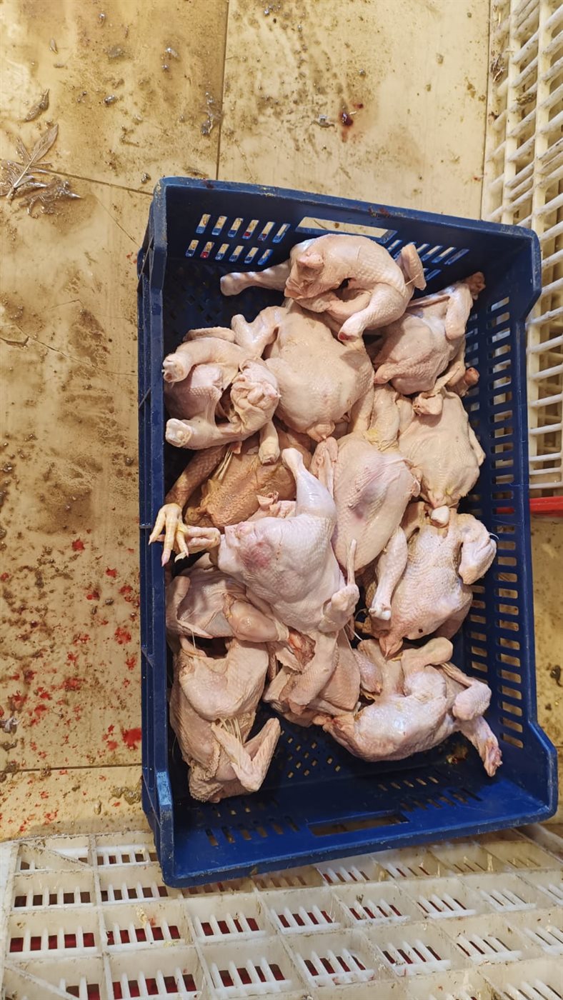 محافظة الجيزة تضبط 75 طن مصنعات لحوم ودواجن فاسدة وتحصّن 222 ألف رأس ماشية ضد الحمى القلاعية والوادي المتصدع