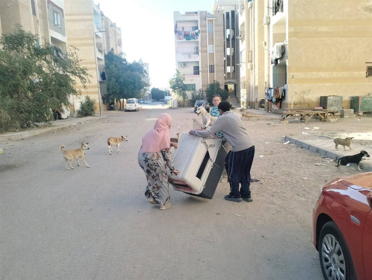حملة لإجراء عمليات تعقيم للكلاب الضالة بالغردقة 