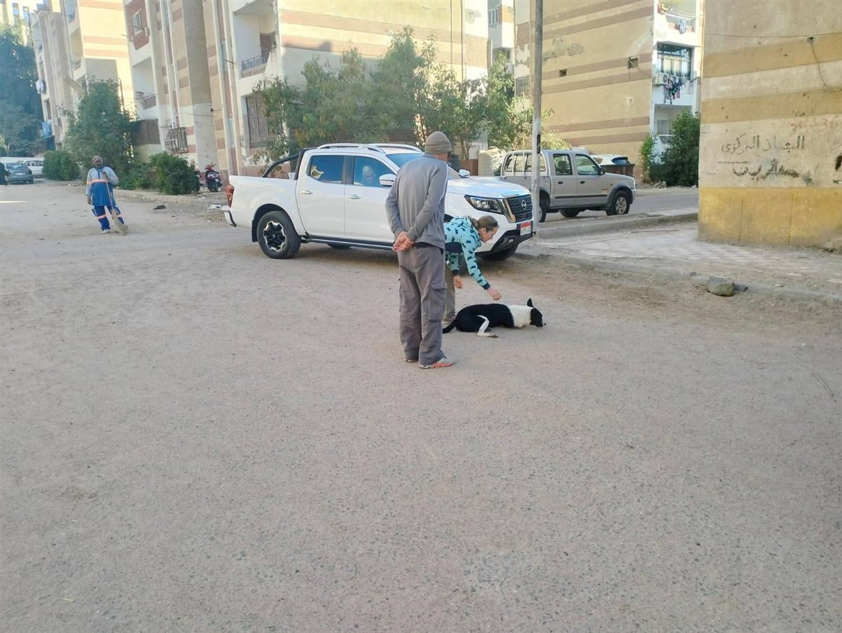 حملة لإجراء عمليات تعقيم للكلاب الضالة بالغردقة 