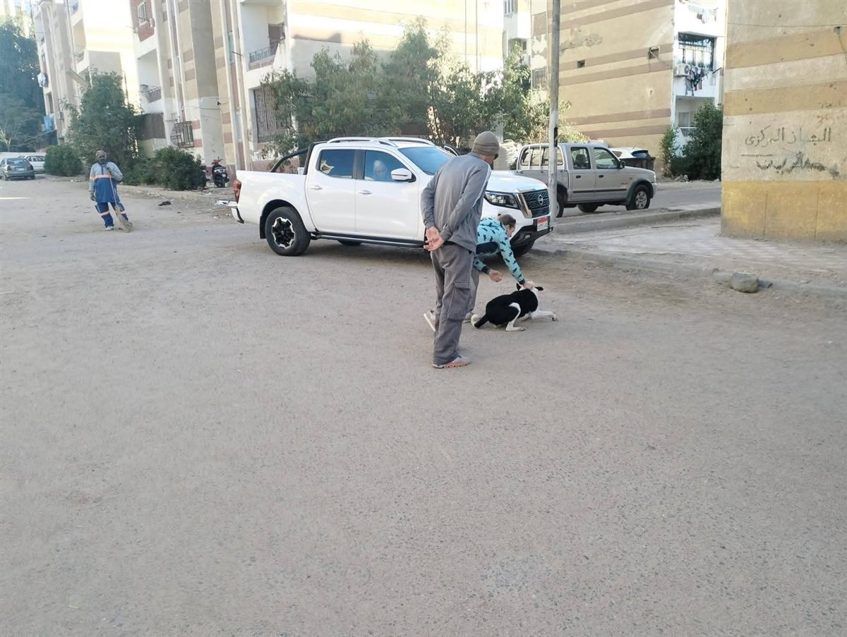 حملة لإجراء عمليات تعقيم للكلاب الضالة بالغردقة 