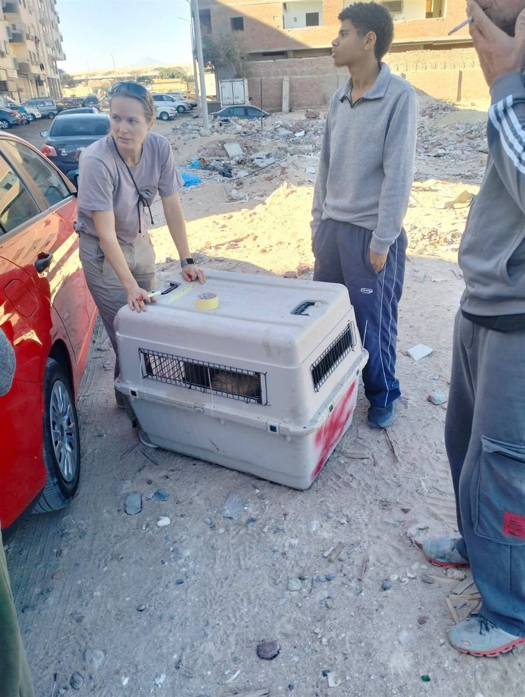 حملة لإجراء عمليات تعقيم للكلاب الضالة بالغردقة 