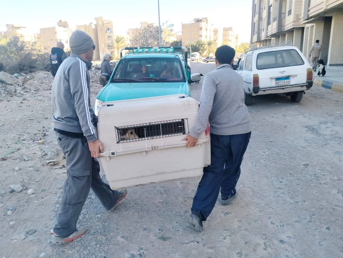 حملة لإجراء عمليات تعقيم للكلاب الضالة بالغردقة 