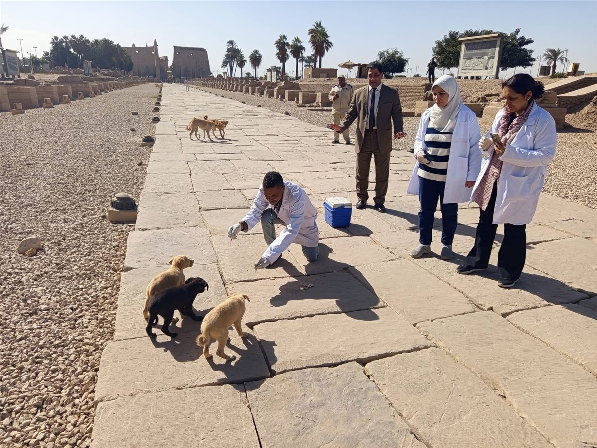تحصين الكلاب بالمناطق الأثرية بالأقصر
