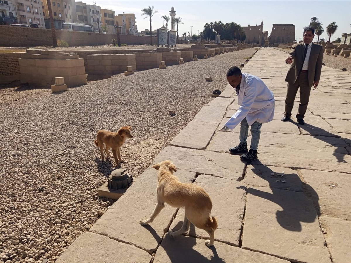 تحصين الكلاب بالمناطق الأثرية بالأقصر