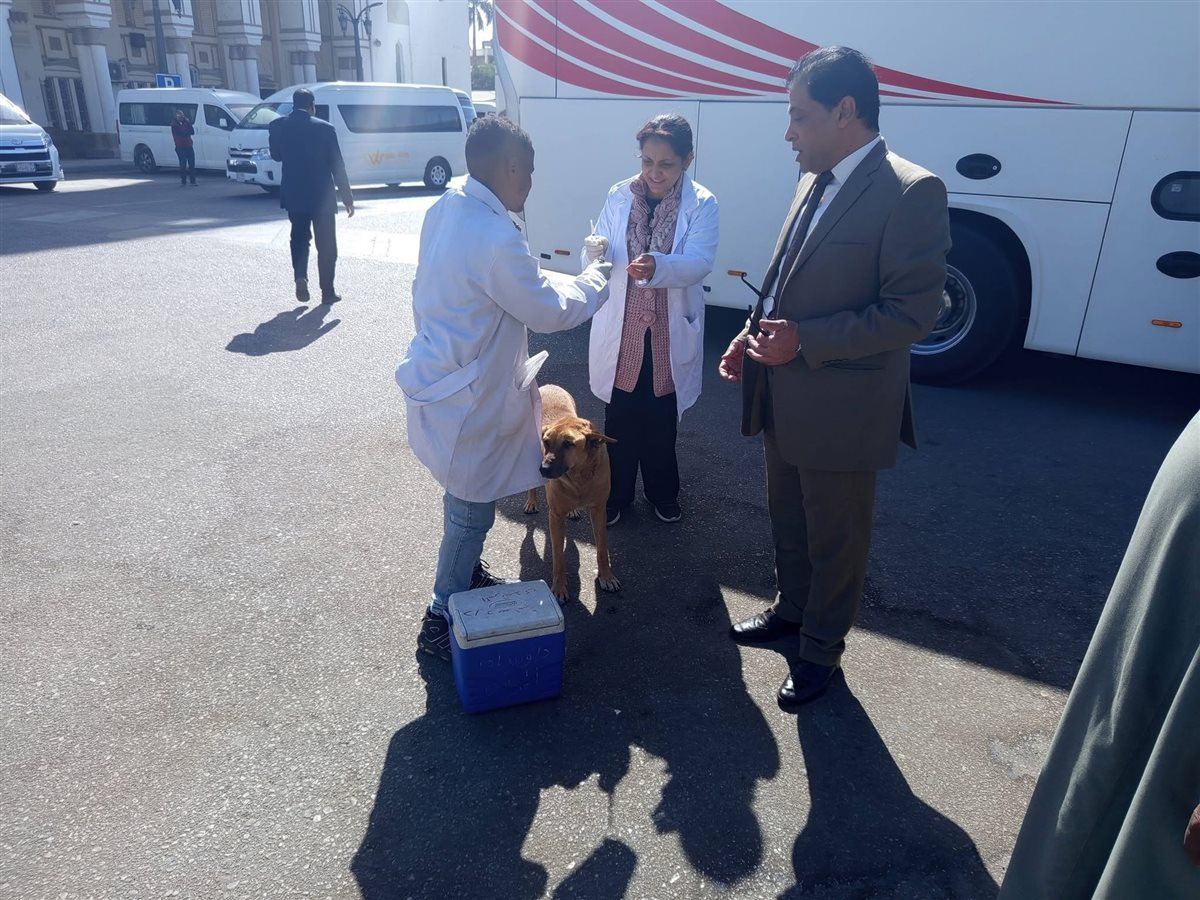 تحصين الكلاب بالمناطق الأثرية بالأقصر