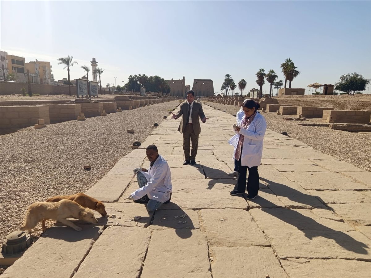 تحصين الكلاب بالمناطق الأثرية بالأقصر