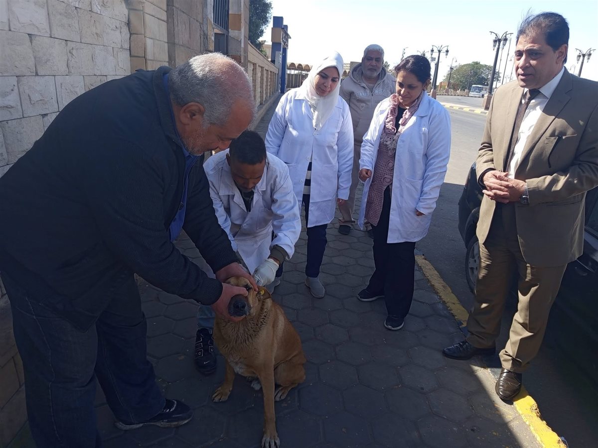 تحصين الكلاب بالمناطق الأثرية بالأقصر