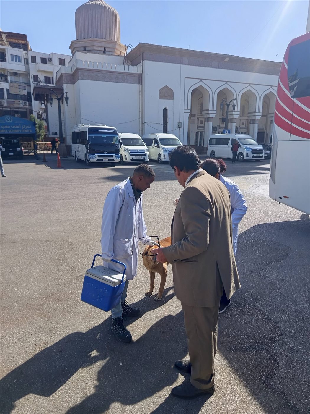 تحصين الكلاب بالمناطق الأثرية بالأقصر