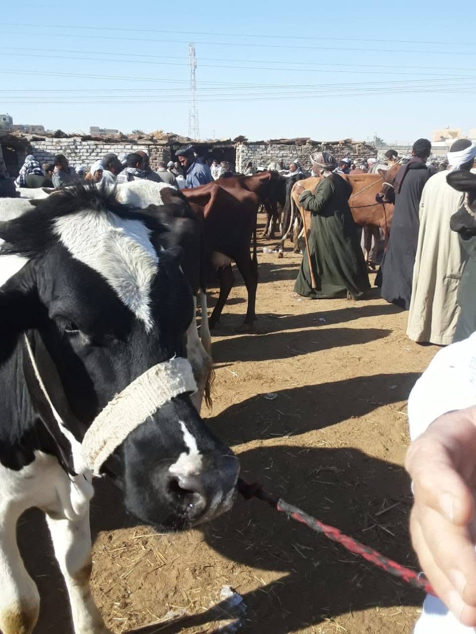 حملة بيطرية &nbsp;بأسواق إسنا&nbsp;