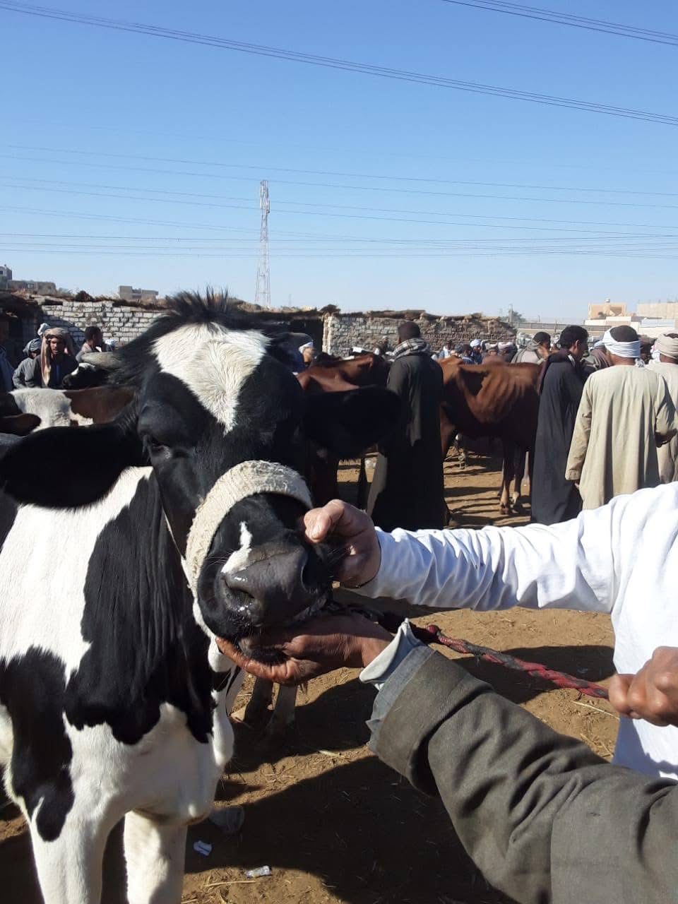 حملة بيطرية &nbsp;بأسواق إسنا&nbsp;