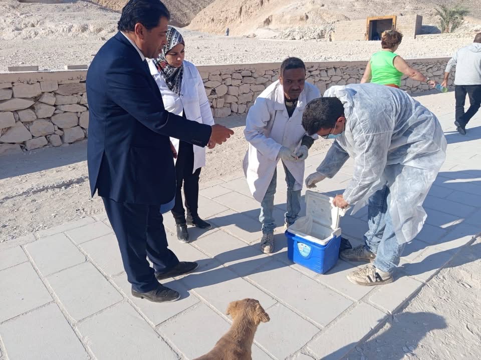 تحصين الكلاب بالمناطق الأثرية بالأقصر