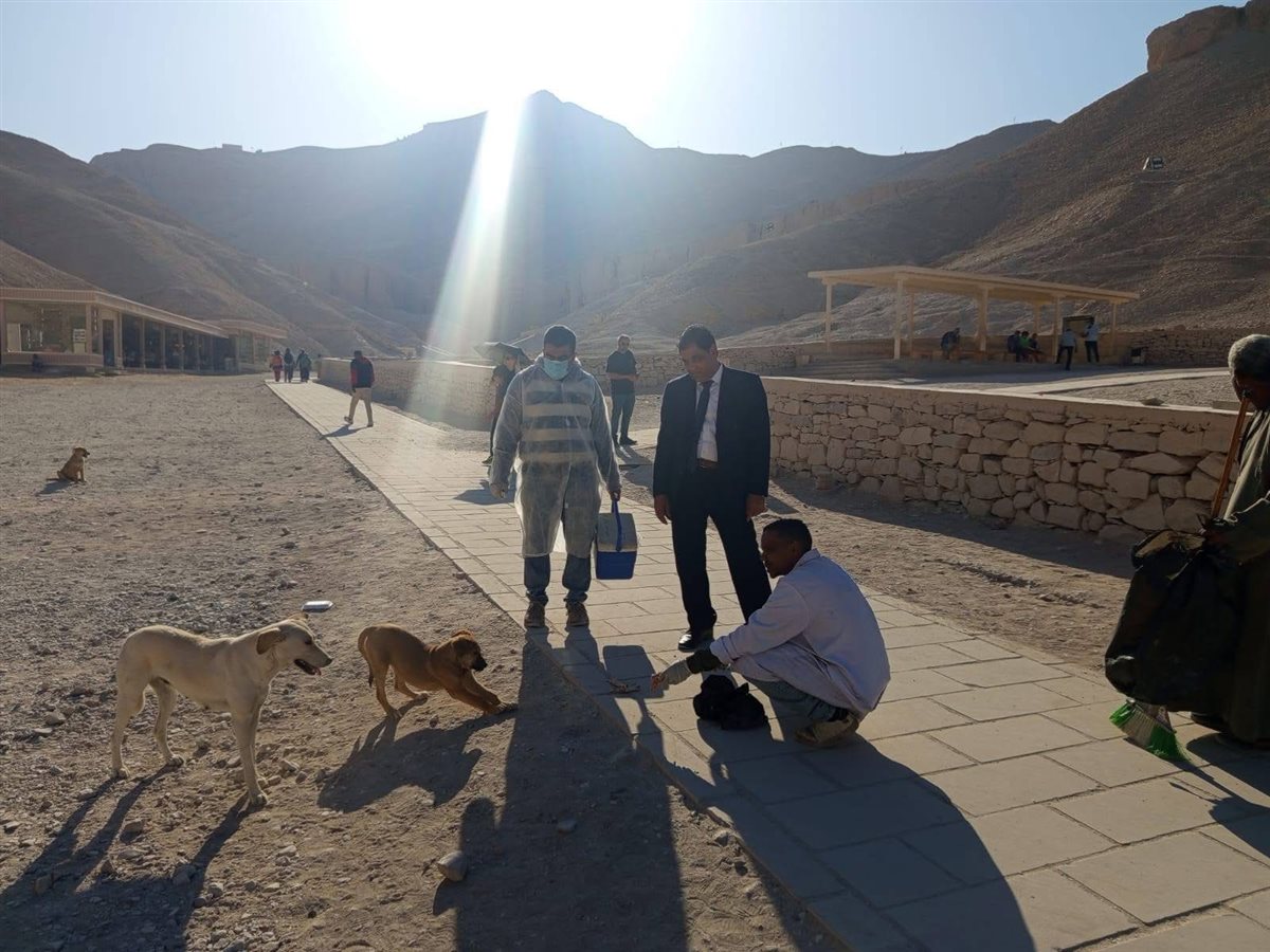 تحصين الكلاب بالمناطق الأثرية بالأقصر