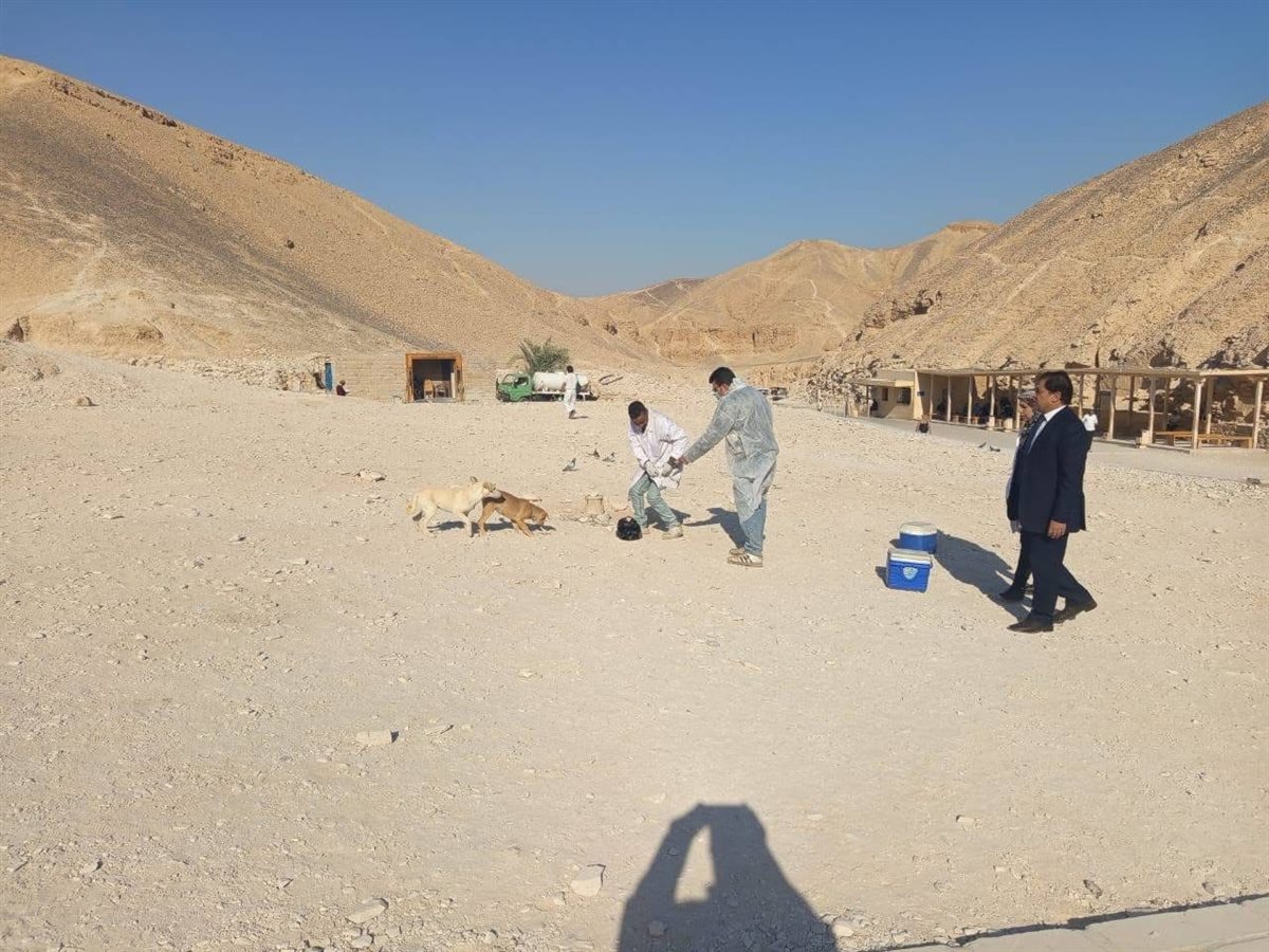 تحصين الكلاب بالمناطق الأثرية بالأقصر