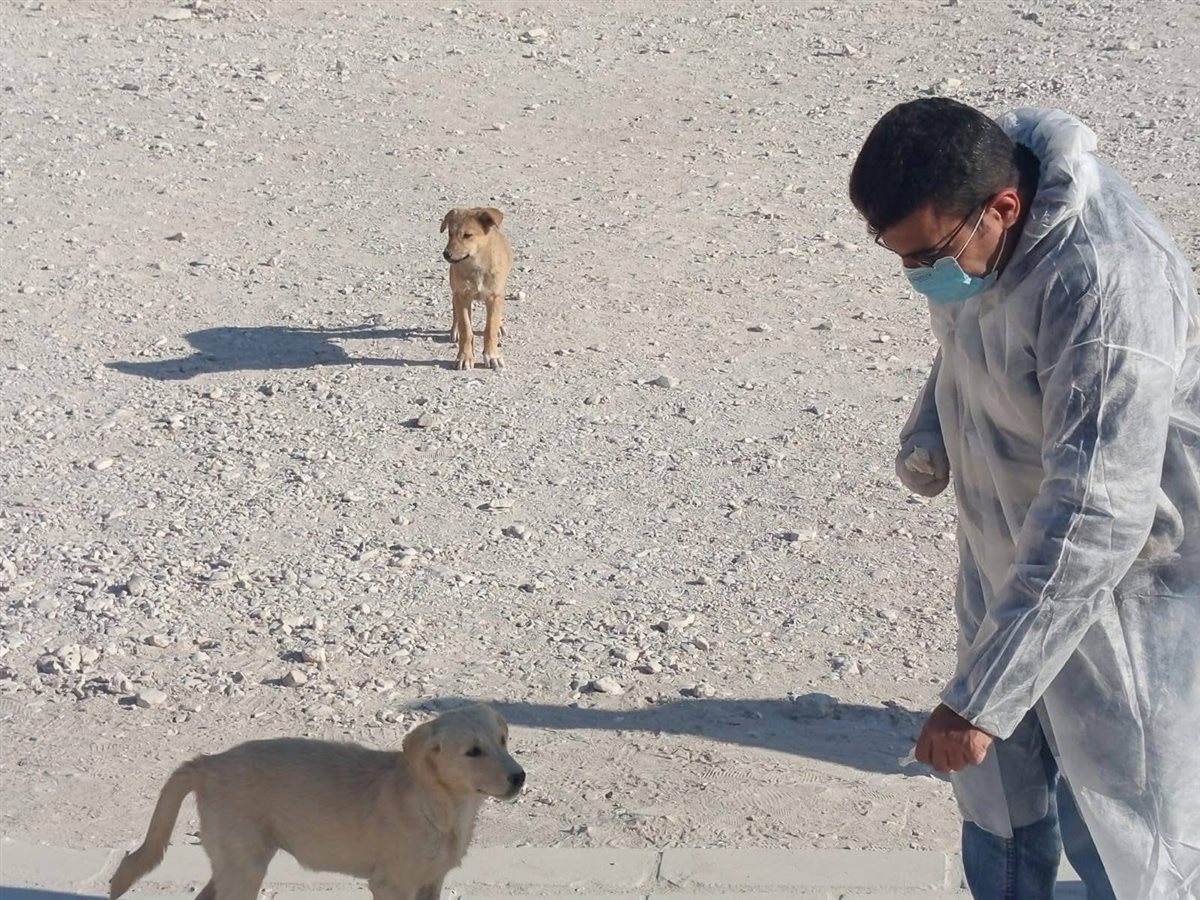 تحصين الكلاب بالمناطق الأثرية بالأقصر