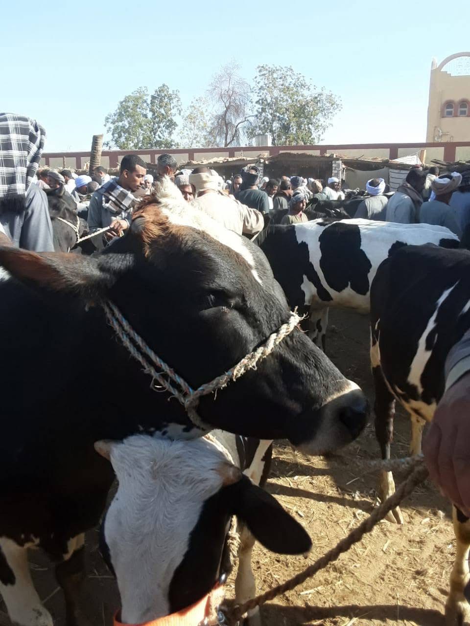 حملة بيطرية &nbsp;بأسواق إسنا&nbsp;