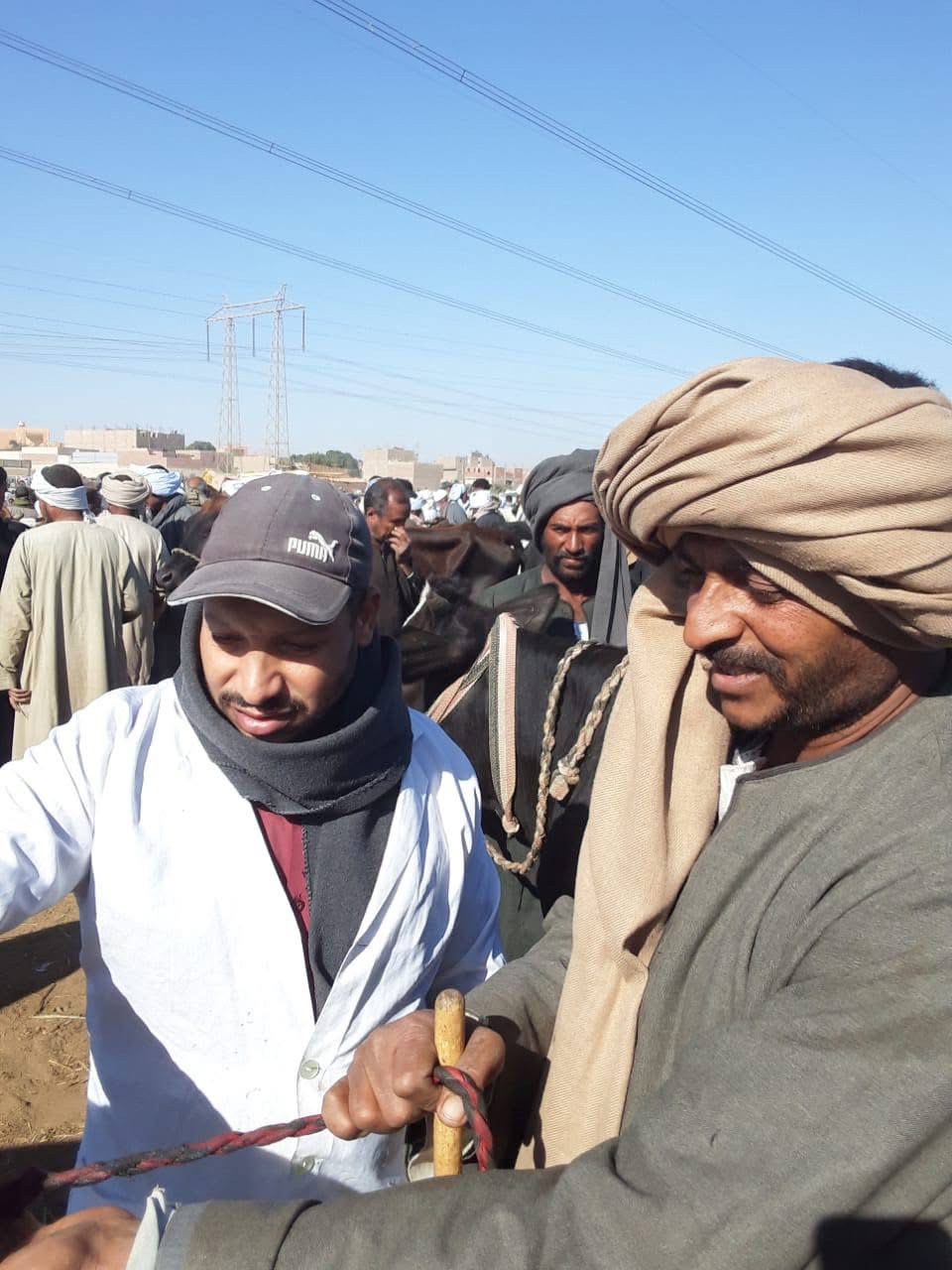 حملة بيطرية &nbsp;بأسواق إسنا&nbsp;