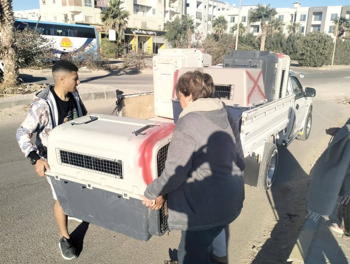 لمواجهة إنتشار الكلاب الضالة بشوارع الغردقة