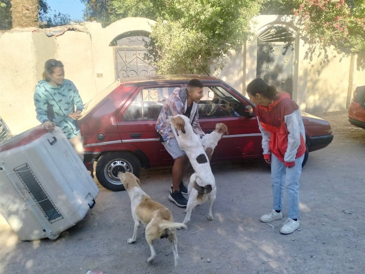 لمواجهة إنتشار الكلاب الضالة بشوارع الغردقة