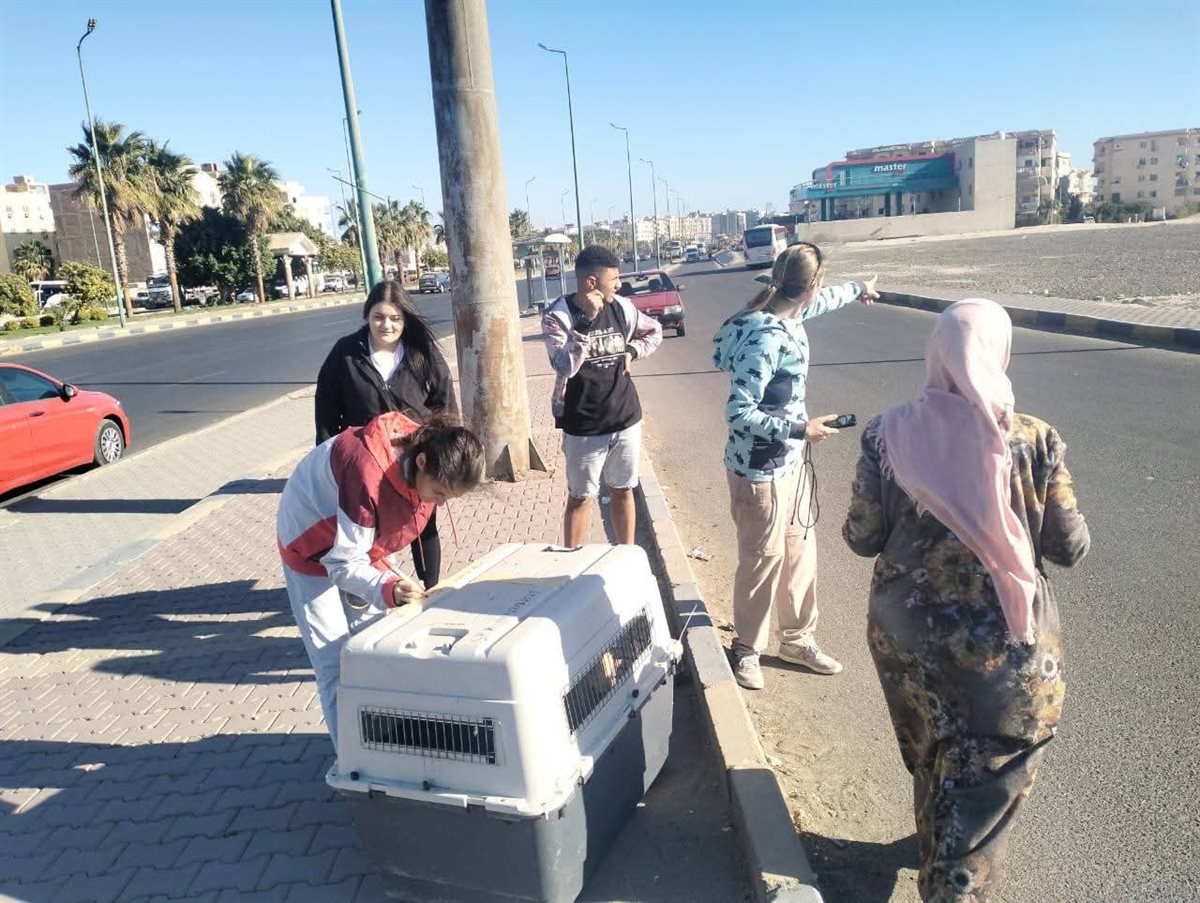 لمواجهة إنتشار الكلاب الضالة بشوارع الغردقة