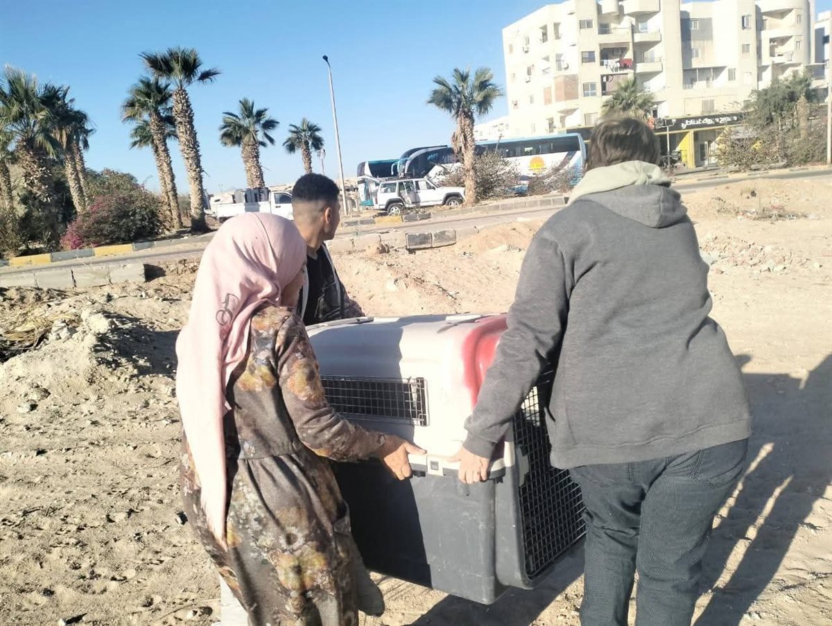 لمواجهة إنتشار الكلاب الضالة بشوارع الغردقة