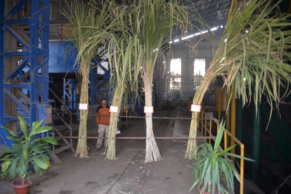 محافظ الأقصر يشهد بدء موسم عصير القصب&nbsp;