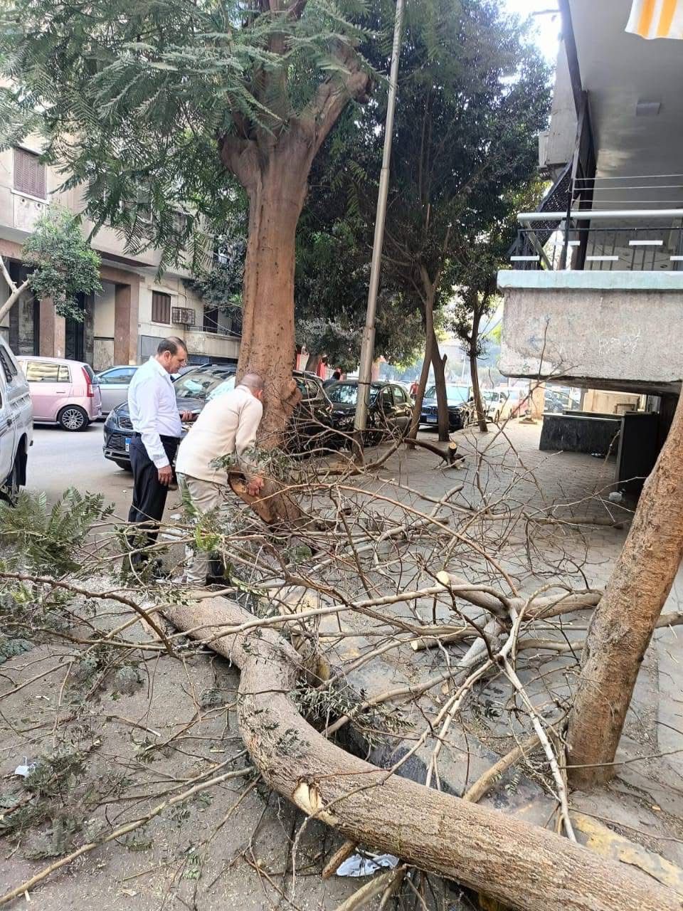حي العجوزة يستعين بونش الحماية المدنية للتعامل مع سقوط شجرة بشارع شاهين