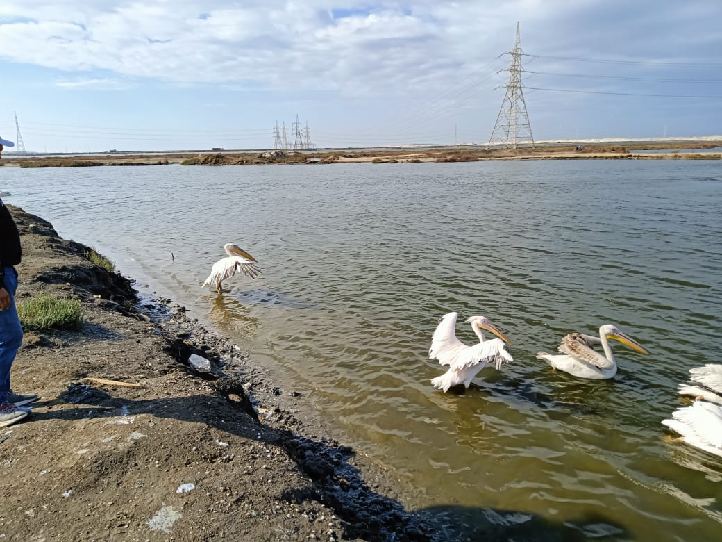 استقبال 10 بجعات في مركز أشتوم الجميل