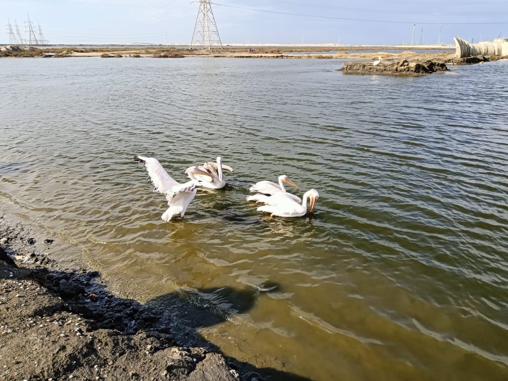 استقبال 10 بجعات في مركز أشتوم الجميل