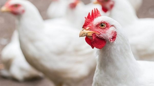 أسعار الفراخ البيضاء اليوم الأربعاء 21 يناير.. فرصة للشراء قبل رمضان