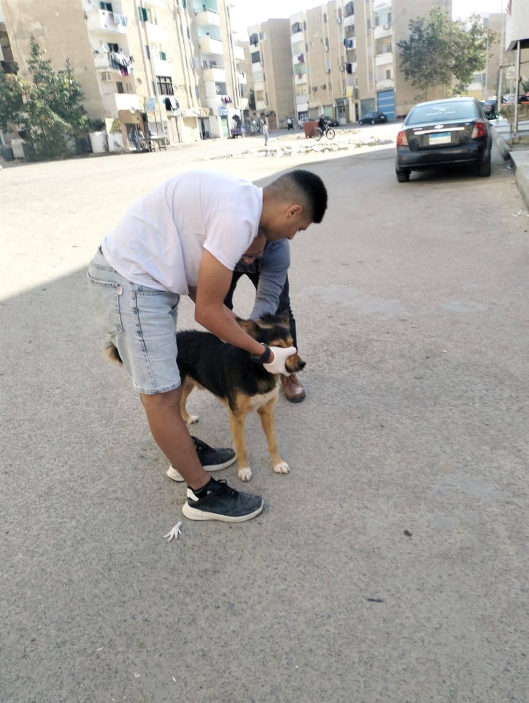 مكافحة انتشار الكلاب الضالة بشوارع الغردقة 