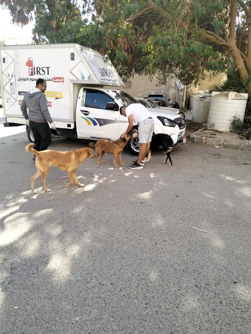 مكافحة انتشار الكلاب الضالة بشوارع الغردقة 