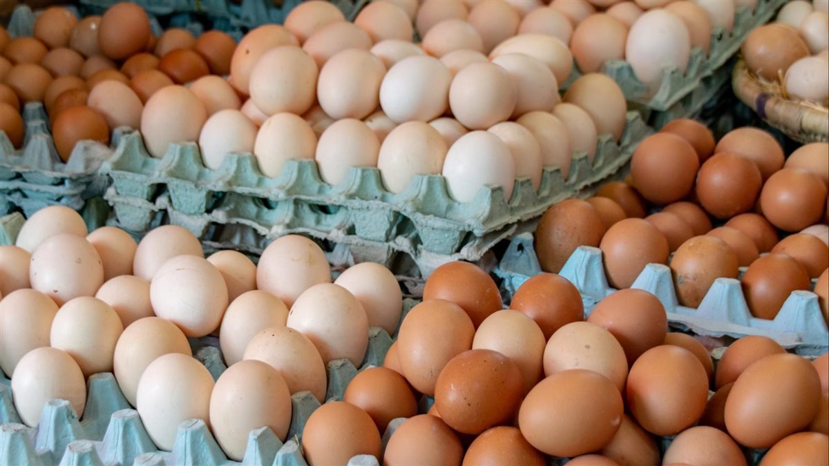 اسعار البيض اليوم