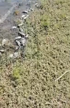 نفوق أعداد هائلة من الفئران على ضفاف نهر عطبرة يثير مخاوف صحية وبيئية شرقي السودان