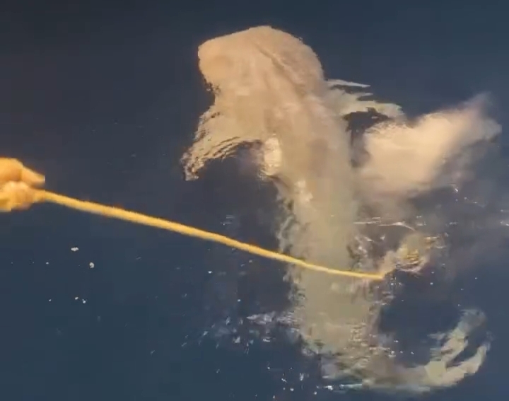 اصطياد القرش الحوتي بهلول بالبحر الأحمر 