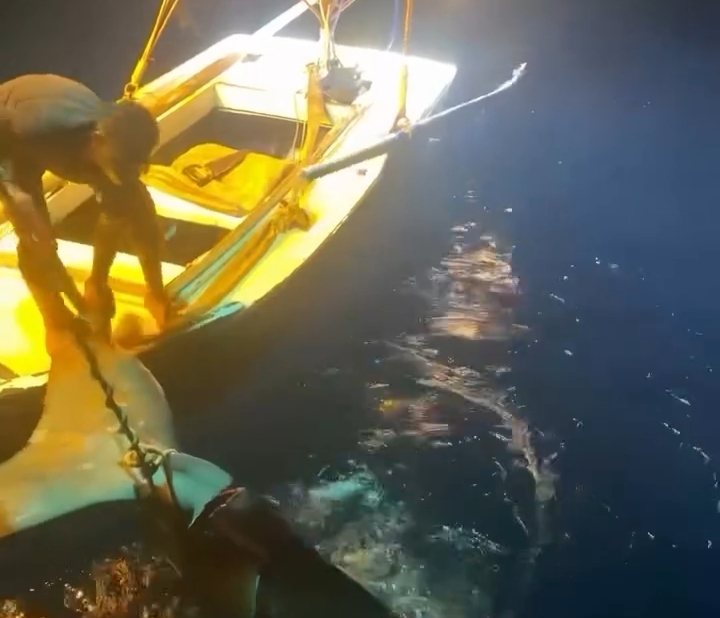 اصطياد القرش الحوتي بهلول بالبحر الأحمر 