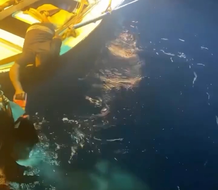 اصطياد القرش الحوتي بهلول بالبحر الأحمر 