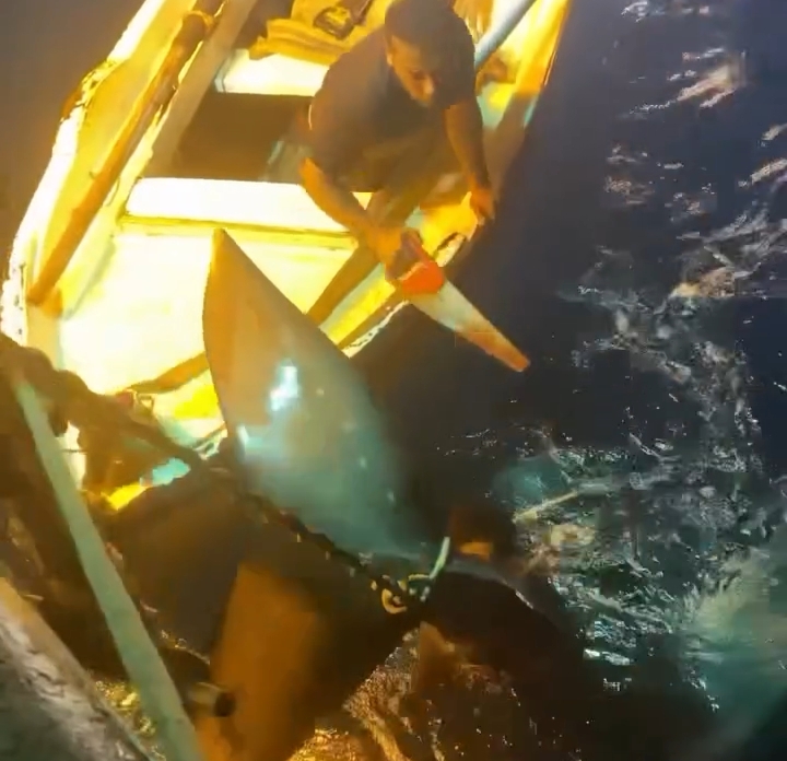 اصطياد القرش الحوتي بهلول بالبحر الأحمر 