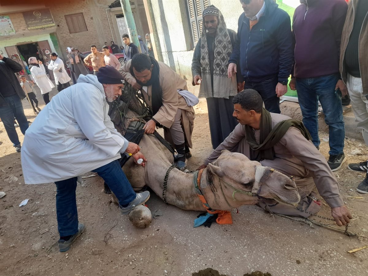 الزراعة تطلق قوافل بيطرية مجانية في قرى سوهاج