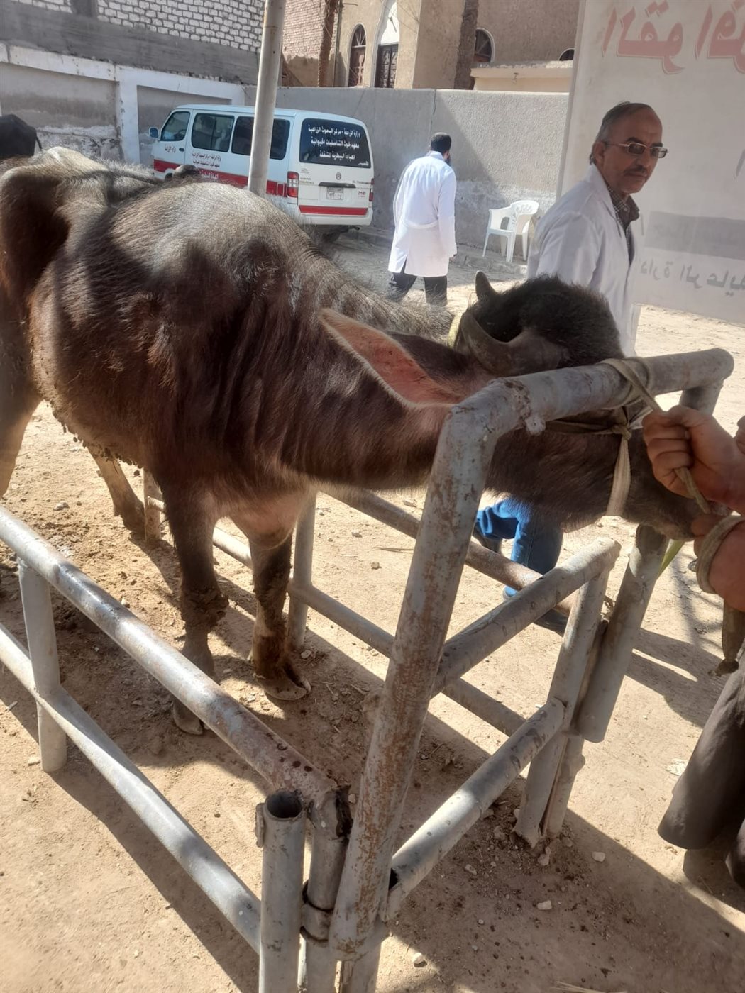 الزراعة تطلق قوافل بيطرية مجانية في قرى سوهاج